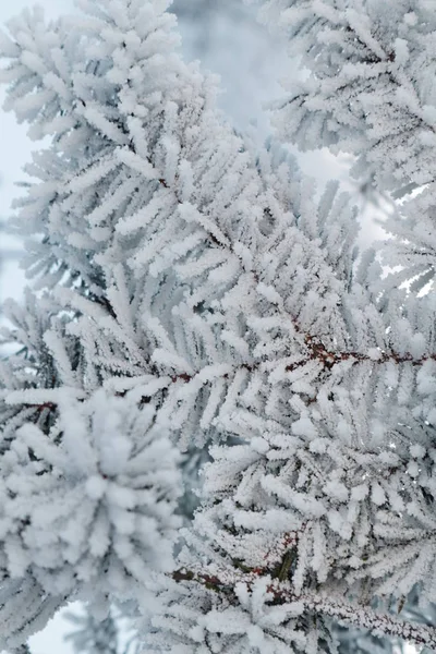 Ένα Θαυμάσιο Χειμώνα Πάρκο Δασικά Δέντρα Βράδυ Που Καλύπτεται Ένα — Φωτογραφία Αρχείου