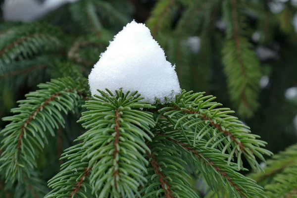 Pilhas Abeto Conífero Floresta Coníferas Texturizadas Com Neve Natureza Ucrânia — Fotografia de Stock