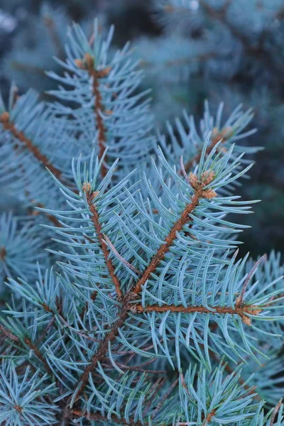 Pilhas Abeto Conífero Floresta Coníferas Texturizadas Com Neve Natureza Ucrânia — Fotografia de Stock