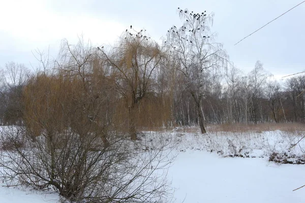 Cuervo Canta Invierno Los Árboles Paisaje Con Lago Congelado Aves — Foto de Stock
