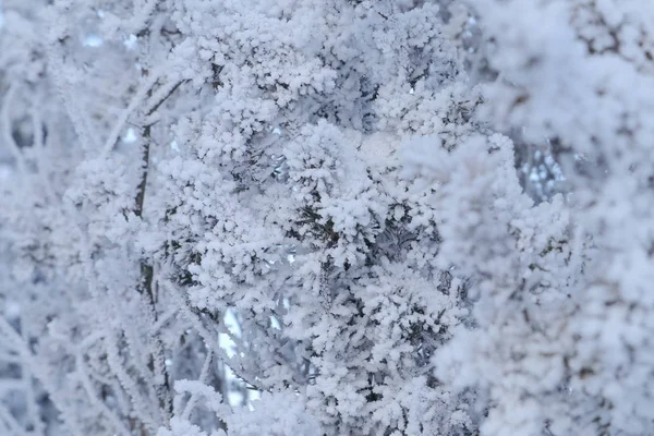 他の木々 や茂みの枝に霜の夜に 青空の背景に Ioni で分岐します 冬の自然 枝の陰イオンを持つテクスチャー — ストック写真