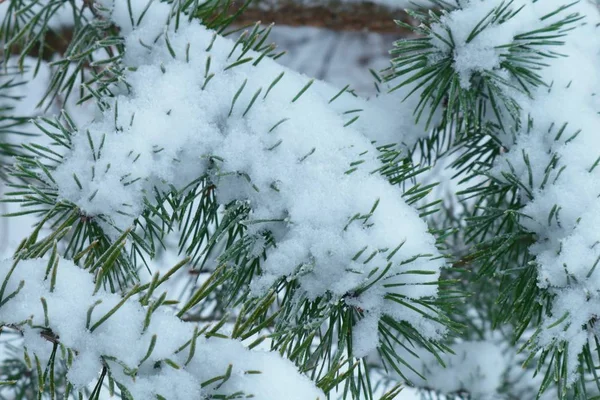 Chunks of coniferous trees under the snow. Texture wirh needles for background on the phone and tablet.  Background with coniferous trees in the winter.