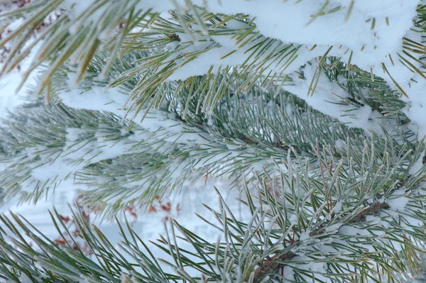 雪下的几块针叶树 在手机和平板电脑上提供背景的纹理编织针 背景与针叶树在冬天 — 图库照片#