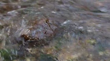 Nehrin hızlı akışı. Nehrin dibinde taş üzerinden temiz ve berrak su akışı. 