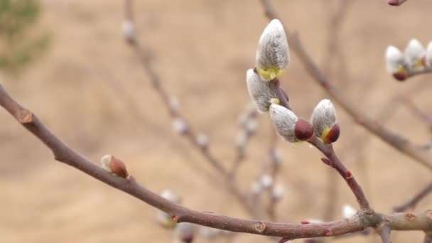 Spring Buds Willow Videophone Kidneys Text Early Spring Western Ukraine — Stock Video