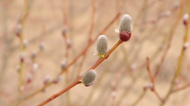 Spring Buds Willow Videophone Kidneys Text Early Spring Western Ukraine — Stock Video