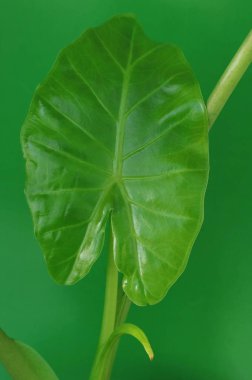  renkli bir arka plan üzerinde bırakır.