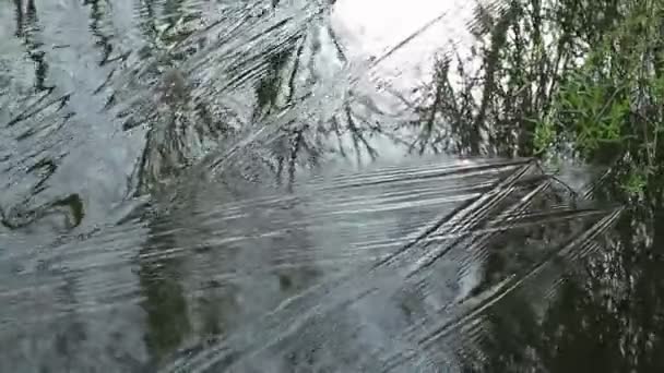 Débit Rapide Rivière Vent Dessine Une Branche Saule Surface Eau — Video