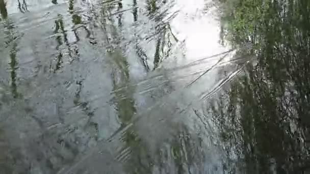 Fluxo Rápido Rio Vento Desenha Ramo Salgueiro Superfície Água Ruído — Vídeo de Stock