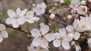 Bahar kiraz ve kiraz çiçek parlak buketleri tezahür oldu. Parlak renklerde bahar bahçesi. Batı Ukrayna doğası. Erken ilkbaharda şarap ve kiraz çiçeği.