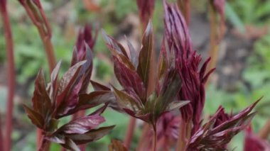 Bahar bahçesinde pembe çiçekler. Şarkı söyleyen kuşlar için pions ile video görüntüleri. Kuşlarla birlikte istifanın kralına doğru geldi ve bahar. Ukrayna'nın Batı Çiçekleri.