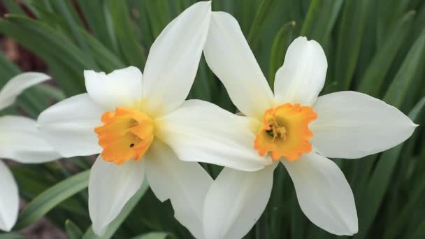 Jarní Zahradě Květiny Narcisissus Bílý Cis Kytici Jarní Zahradě Ptáky — Stock video