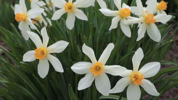 Flores Narciso Jardim Primavera Narcisos Brancos Buquê Jardim Primavera Com — Vídeo de Stock