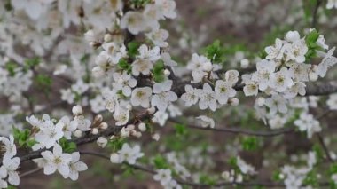 Bahar kiraz ve kiraz çiçek parlak buketleri tezahür oldu. Parlak renklerde bahar bahçesi. Batı Ukrayna doğası. Erken ilkbaharda şarap ve kiraz çiçeği.