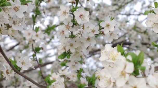 春はサクランボとサクランボの花の明るい花束で現れました 明るい色の春の庭 西ウクライナの性質 春の初春のワインとサクランボの花 — ストック動画