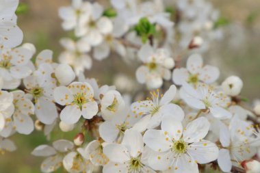  Baharda meyve bahçesi.