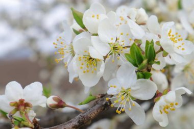  Baharda meyve bahçesi.