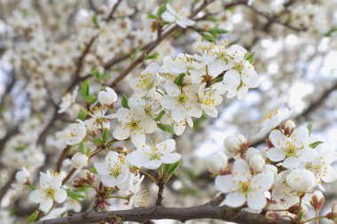  Baharda meyve bahçesi.