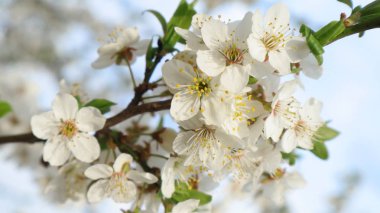  Baharda meyve bahçesi.