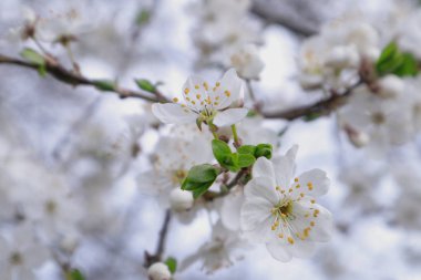  Baharda meyve bahçesi.