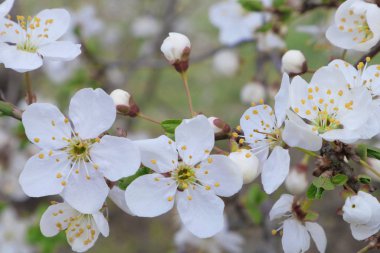  Baharda meyve bahçesi.