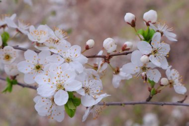 Baharda meyve bahçesi. 