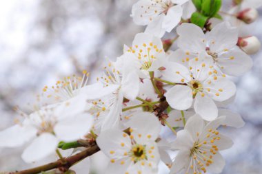  Baharda meyve bahçesi.