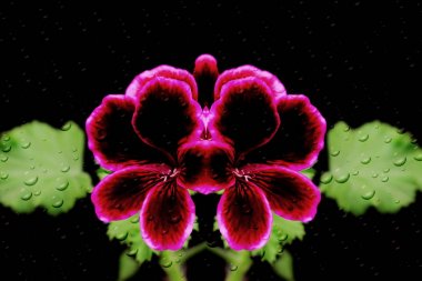 Parlak renklerde creeper.