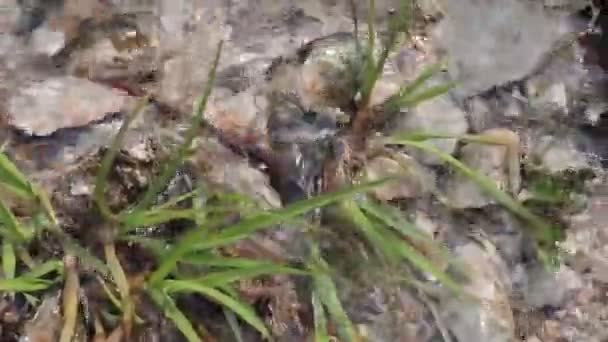 清洁透明水 森林源与水晶般清澈的水 沸腾的冷水 阿斯梅尔瀑布干净的水 在森林溪流的岸边 从干净的冷泉中饮用的水 西乌克兰自然 — 图库视频影像