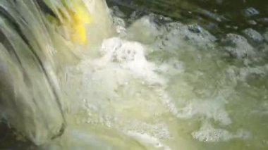Şeffaf suyu temizleyin. Kristal berraklığında su ile orman kaynağı. Kaynar soğuk su. Asmail şelaletemiz su. Orman deresinin kıyısında. Temiz bir soğuk kaynaktan içmek için su. Batı Ukrayna'nın Doğası.