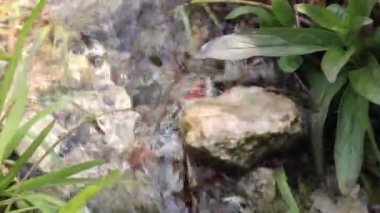 Şeffaf suyu temizleyin. Kristal berraklığında su ile orman kaynağı. Kaynar soğuk su. Asmail şelaletemiz su. Orman deresinin kıyısında. Temiz bir soğuk kaynaktan içmek için su. Batı Ukrayna'nın Doğası.