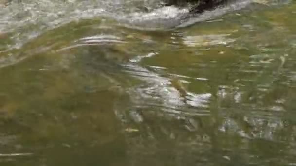 Snelle Stroom Rivier Waar Rivierbedding Ondiep Stroomt Het Water Sneller — Stockvideo