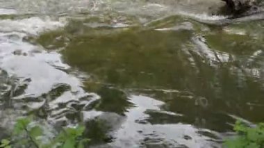 Nehirde hızlı akıntı. Nehir yatağının sığ olduğu yerde su daha hızlı akar. Taşlı ve sığ dipli bir smail nehri. Batı Ukrayna'nın Doğası.