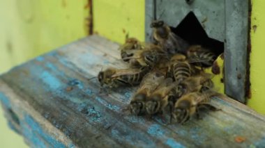 arıyla https://www.britannica.com/https://www.britannica.com/Bee. Apiary'de bahar sabahı. Bal arıları Ukrayna felds ve bahçe wprk hazırlanıyor. Bjolina bir fmily olduğunu. Arıların hayatından.