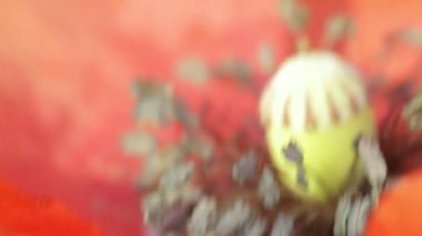 arıyla https://www.britannica.com/Bee. Apiary'de bahar sabahı. Bal arıları Ukrayna felds ve bahçe wprk hazırlanıyor. Bjolina bir fmily olduğunu. Arıların hayatından.