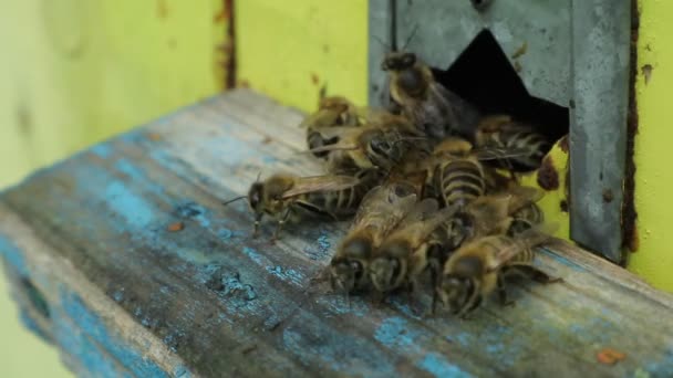 Bee Bee Bee Bee Bee Bee Britica Com Bee Mattina — Video Stock