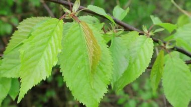 Metin için yeşil yaprakları ile arka plan. Bahar yağmurlu hava. Doğada geometrik simetri. Berezhany bölgesinde Batı Ukrayna Doğası. Doğada geometri.