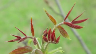 Metin için yeşil yaprakları ile arka plan. Bahar yağmurlu hava. Doğada geometrik simetri. Berezhany bölgesinde Batı Ukrayna Doğası. Doğada geometri.