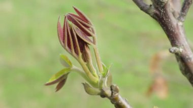 Metin için yeşil yaprakları ile arka plan. Bahar yağmurlu hava. Doğada geometrik simetri. Berezhany bölgesinde Batı Ukrayna Doğası. Doğada geometri.