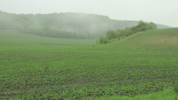 テキストの緑色の葉を持つ背景 春の雨天 自然界の幾何学的対称 ベレジナニー地域の西ウクライナの自然 自然界の幾何学 — ストック動画