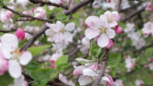 Elma Bahçesi Ilkbaharın Başlarında Metin Için Elma Çiçekleri Ile Arka — Stok video