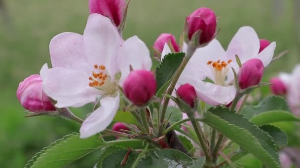 Apple Garden Early Spring Background Apple Flowers Text Nature Western — Stock Video