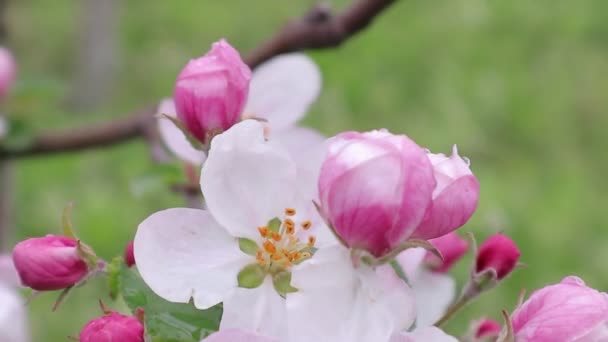 春の初めのアップルガーデン テキストのリンゴの花を持つ背景 ビデオ上の西ウクライナの性質 リンゴの木を開花し 鳥を歌うことは 春の庭で理想的なハーモニーです ビデオ内の近似 — ストック動画