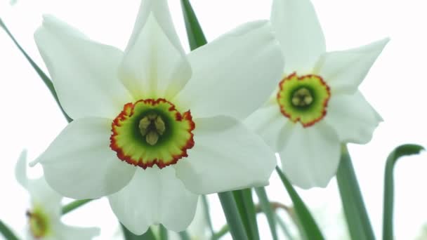 Witte Narcis Een Witte Achtergrond Daffodil Achtergrond Voor Tekst Een — Stockvideo