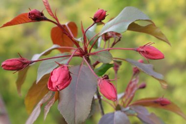 Parkve sokaklarda dekorasyon için bitkiler. Parlak kırmızı çiçekleri olan çalılar. Ukrayna'da bitkilerin krallığı. Telefon ve tablet için çiçekler arka plan.
