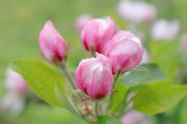  Renklerde elma çiçekleri.