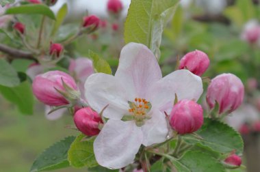  Renklerde elma çiçekleri.
