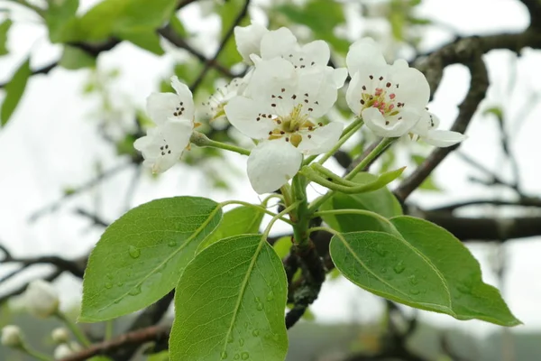 stock image Apple trees have flowered in the gardens of Western Ukraine. Bloom apple in the garden of Eden. White orange flowers on the fruit trees. Backgraund with flowers for your phone and tablet.