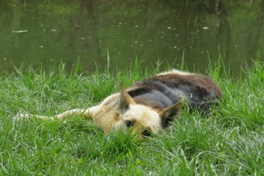 Evcil hayvan. Nehir kıyısında ev yapımı köpek. Dinlenme ve hayvanların dinlenme zamanı. Huzur, huzur ve hayvanlar için. Hayvanlar krallığından köpekler. Telefon ve tablet için hayvanlarla Backgraund.