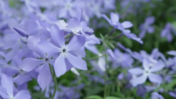 Barvinok Pid Csepp Doschu Tavaszi Ágyak Virág Növények Kék Kék — Stock videók